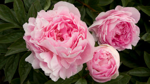 Wednesday Inspiration: Peonies & Roses